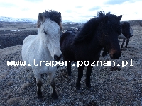 Reykjavik to najbardziej wysunięta na p&oacute;łnoc stolica świata, położona w zachodniej części Islandii.