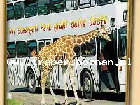 Serengeti Safari Park w Hodenhagen to największe safari w Niemczech.Podzielone jest na 4 krainy tematyczne:Krainę Zwierząt, Małp, Rozrywki i&nbsp; Wodną.
W Krainie Zwierząt na ponad 110 hektara
