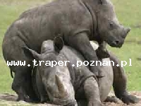 Serengeti Safari Park w Hodenhagen to największe safari w Niemczech.Podzielone jest na 4 krainy tematyczne:Krainę Zwierząt, Małp, Rozrywki i&nbsp; Wodną.
W Krainie Zwierząt na ponad 110 hektara
